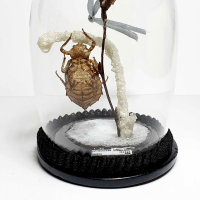 Natuur Historische Decoratie. Vervelling Waterjuffer VERKOCHT